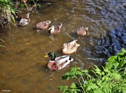 Stour Valley Spring, Shillingstone.