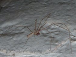 Great Bookham resident Wallpaper