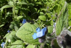 Oh my, what big whiskers you have got Wallpaper