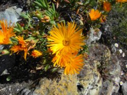 Ventnor Botanical Garden Wallpaper