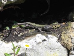 Ventnor Botanical Garden Wallpaper