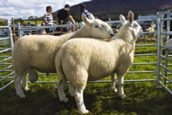 Loweswater Show Wallpaper