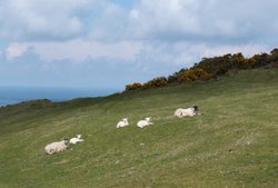 Ilfracombe Wallpaper