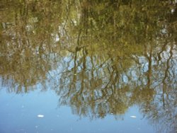 Reflections on Lound Pond