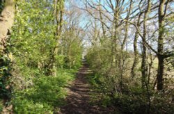 A tree covered lane Wallpaper