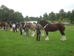 Ripley Show, Aug 2011 Wallpaper