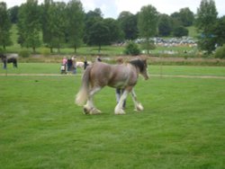 Ripley Show, Aug 2011 Wallpaper