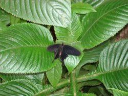 In the Butterfly House, Williamson Park Wallpaper