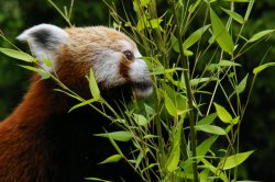 Red Panda, Blackpool Zoo Wallpaper
