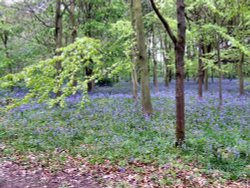 Bluebell wood, Speke Hall