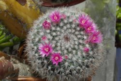 Cactus Blooms in Bookham 2 Wallpaper