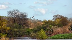 Stour Valley Spring, Shillingstone.