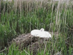 Swan nesting at Southwold Wallpaper