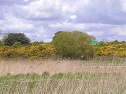 Gorse at the golf course on Southwold Common Wallpaper