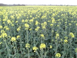 Acres and Acres of Oilseed Rape at Horham