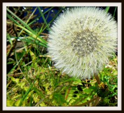 In the park Wallpaper