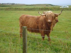 Highland cattle at John O'Groats Wallpaper