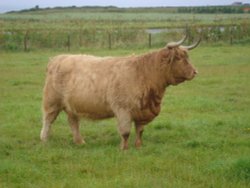 Highland cattle at John O'Groats Wallpaper