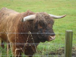 Highland cattle at John O'Groats Wallpaper