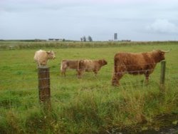 Highland cattle at John O'Groats Wallpaper