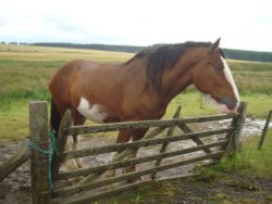 Horse at a local farm Wallpaper