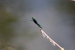 Hang on in there! Wallpaper