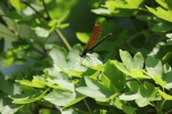 Not keen on water, I'll stay up here ! Wallpaper