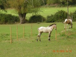 Noverton Farm, Prestbury