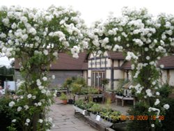David Austin Roses Gardens