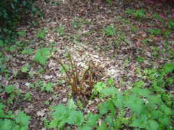 Spinners Garden in Boldre (The New Forest) Wallpaper