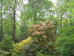 Spinners Garden in Boldre (The New Forest) Wallpaper