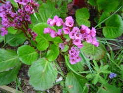 Spinners Garden in Boldre (The New Forest) Wallpaper