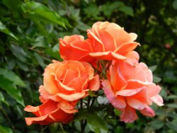 Abbey House Gardens Wallpaper