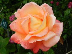 Abbey House Gardens Wallpaper