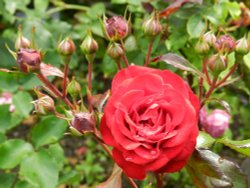 Abbey House Gardens Wallpaper