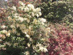 Stody Lodge Gardens Wallpaper