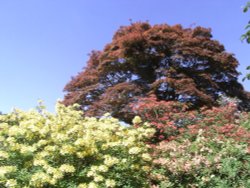 Stody Lodge Gardens Wallpaper