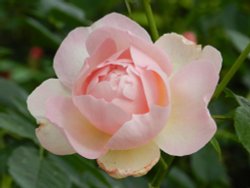 Borde Hill Garden 24 June 2011 Wallpaper