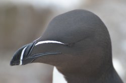Razorbill, Inner Farne Wallpaper