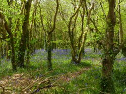 May in the woods at Tehidy Country Park, Cornwall Wallpaper
