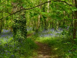 Way through the woods at Tehidy Country Park, Cornwall Wallpaper
