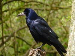 Rook at Tehidy Country Park, Cornwall Wallpaper