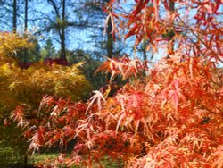 Westonbirt Arboretum Wallpaper
