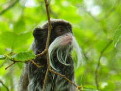 Emperor Tamarin at Newquay Zoo, Cornwall Wallpaper