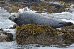 Grey Seal, Farne Islands Wallpaper