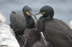 Shag family Wallpaper