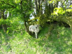 Exmoor National Park, Simonsbath Wallpaper