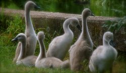Signets on Grantham canal Gamston Nottingham Wallpaper