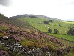 The Roaches Wallpaper