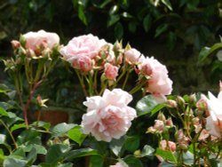 Upton House and Garden June 2011